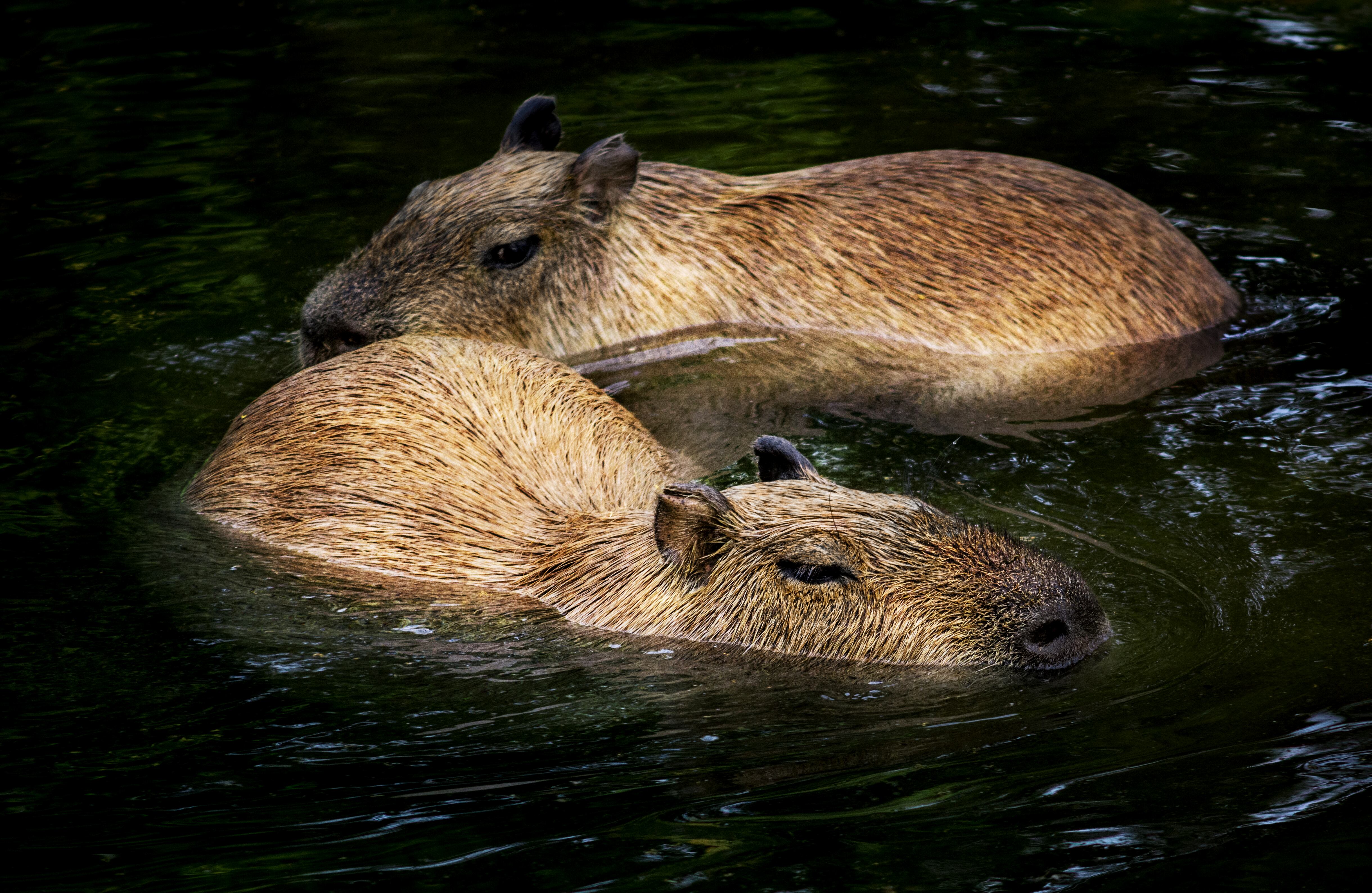 Chef colombianos de amplia trayectoria como Leonor Espinosa y el cocinero Álex Quessep coinciden en que animales como el chigüiro hacen parte de la biodiversidad y riqueza gastronómica del país. Los expertos consideran que las costumbres culinarias ancestrales deberían ser un motor de desarrollo para nuestros territorios.