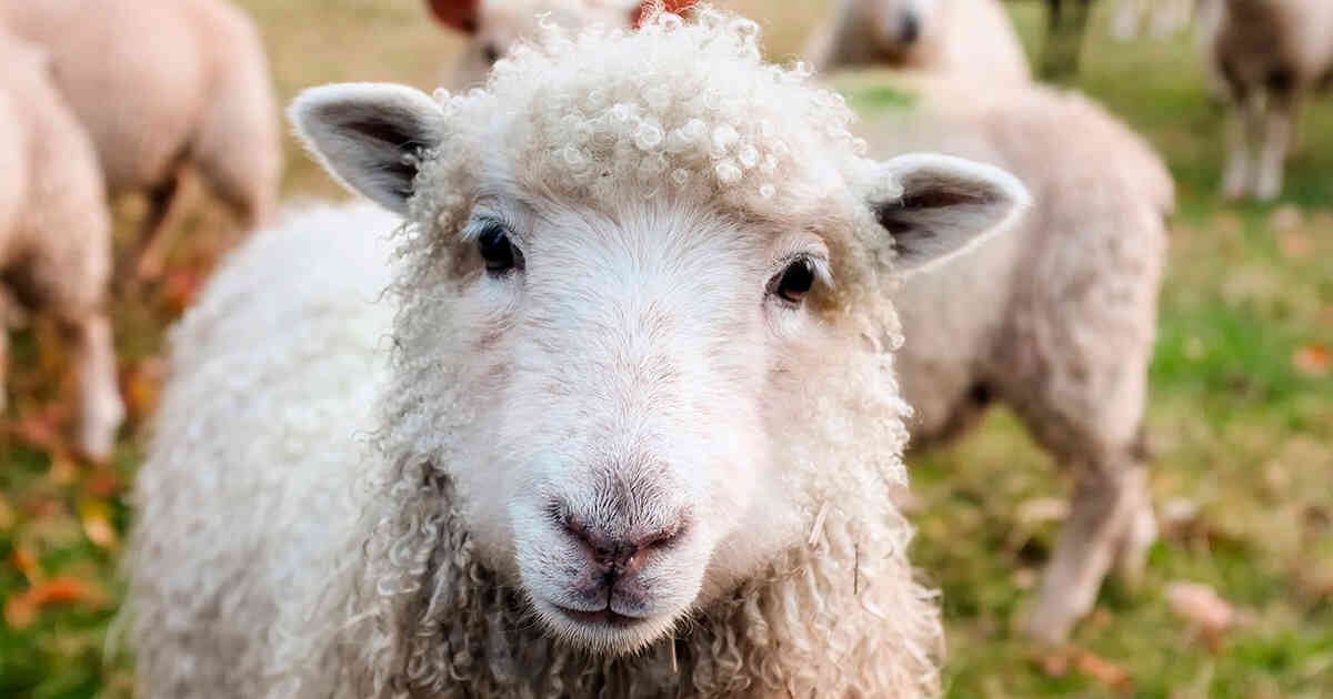 Las ovejas (borregos), en el caso de las tradiciones religiosas, son vistas como un símbolo de sacrificio y renovación.