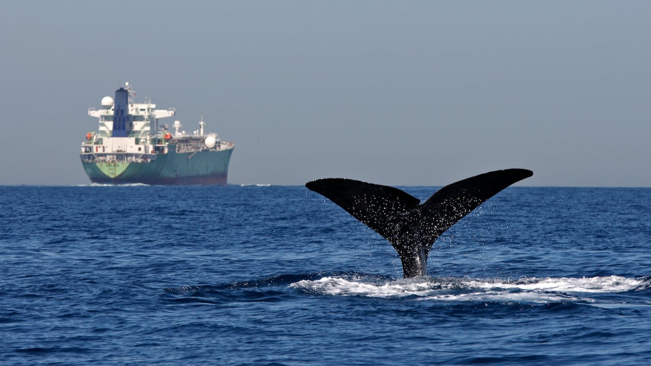 Interferencia acústica en el océano afecta la comunicación de las ballenas