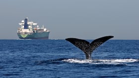 Interferencia acústica en el océano afecta la comunicación de las ballenas