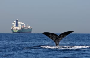 Interferencia acústica en el océano afecta la comunicación de las ballenas