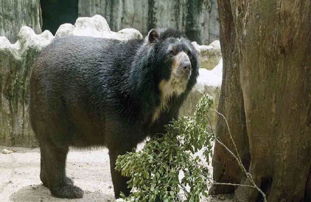 El oso Chucho habitaba desde 2017 en el zoológico de Barranquilla.