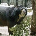 El oso Chucho habita desde 2017 en el zoológico de Barranquilla.