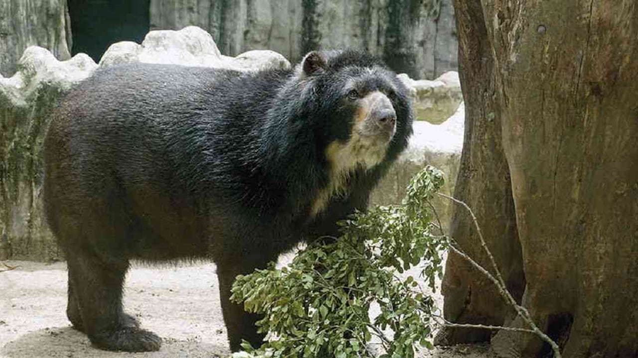 El oso Chucho habitaba desde 2017 en el zoológico de Barranquilla.