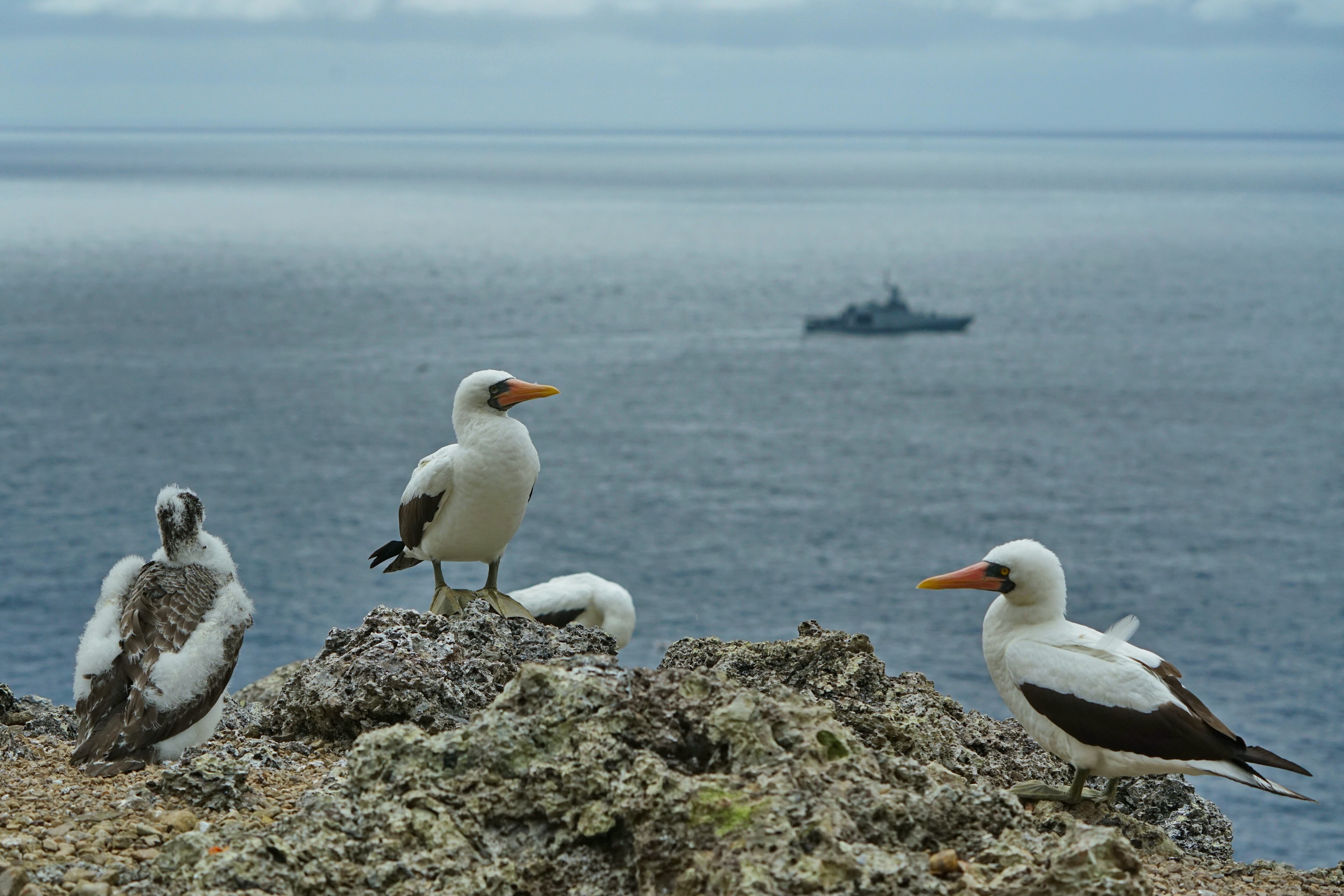 La isla de Malpelo está ubicada en el Océano Pacífico oriental tropical, aproximadamente a 500 kilómetros al oeste del puerto de Buenaventura. En la división político administrativa, pertenece al municipio Buenaventura, Valle del Cauca. El Santuario de Fauna y Flora Malpelo está bajo la administración del Sistema de Parques Nacionales Naturales de Colombia desde 1995, cuenta con sede administrativa en la ciudad de Santiago de Cali y sede operativa en el Distrito de Buenaventura y es Patrimonio Natural de la Humanidad por la UNESCO. Foto Jorge Orozco / El País.