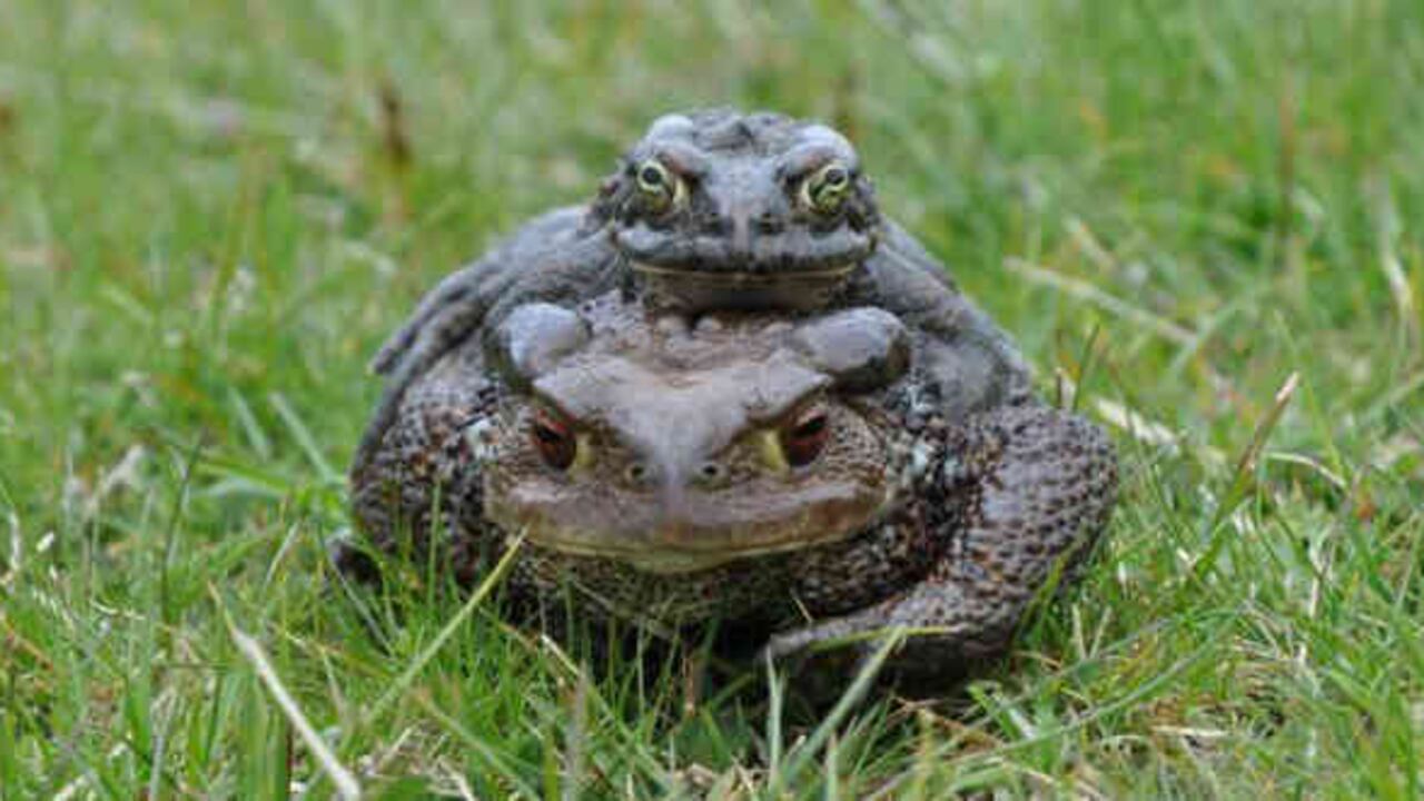 Ambos anfibios comparten ahora un mismo espacio y también una misma temporada reproductiva.