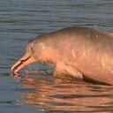 De las 21 toninas que han sido rescatadas, 16 son hembras. Foto: Fundación Omacha.