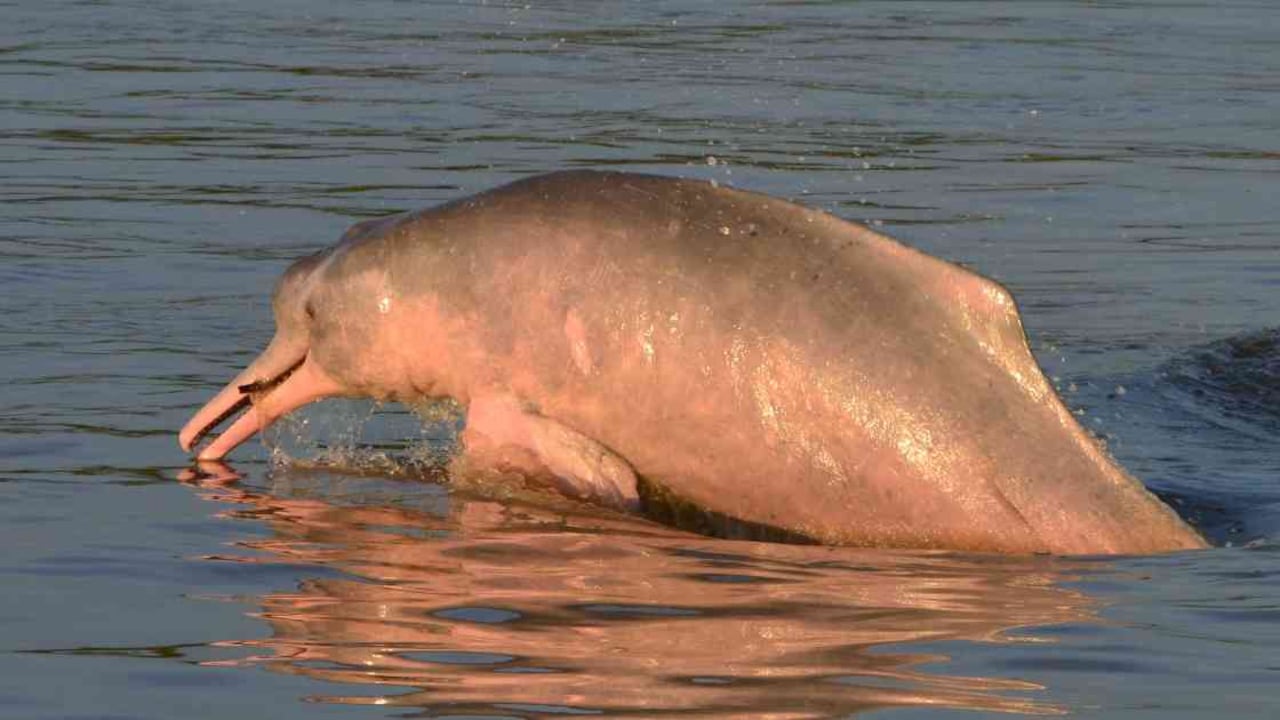 De las 21 toninas que han sido rescatadas, 16 son hembras. Foto: Fundación Omacha.