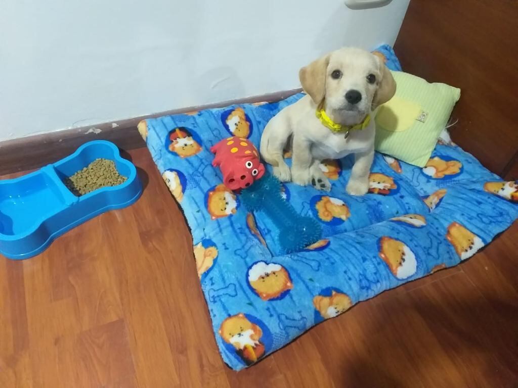 Imagen de Justin, perro extraviado en Bogotá.