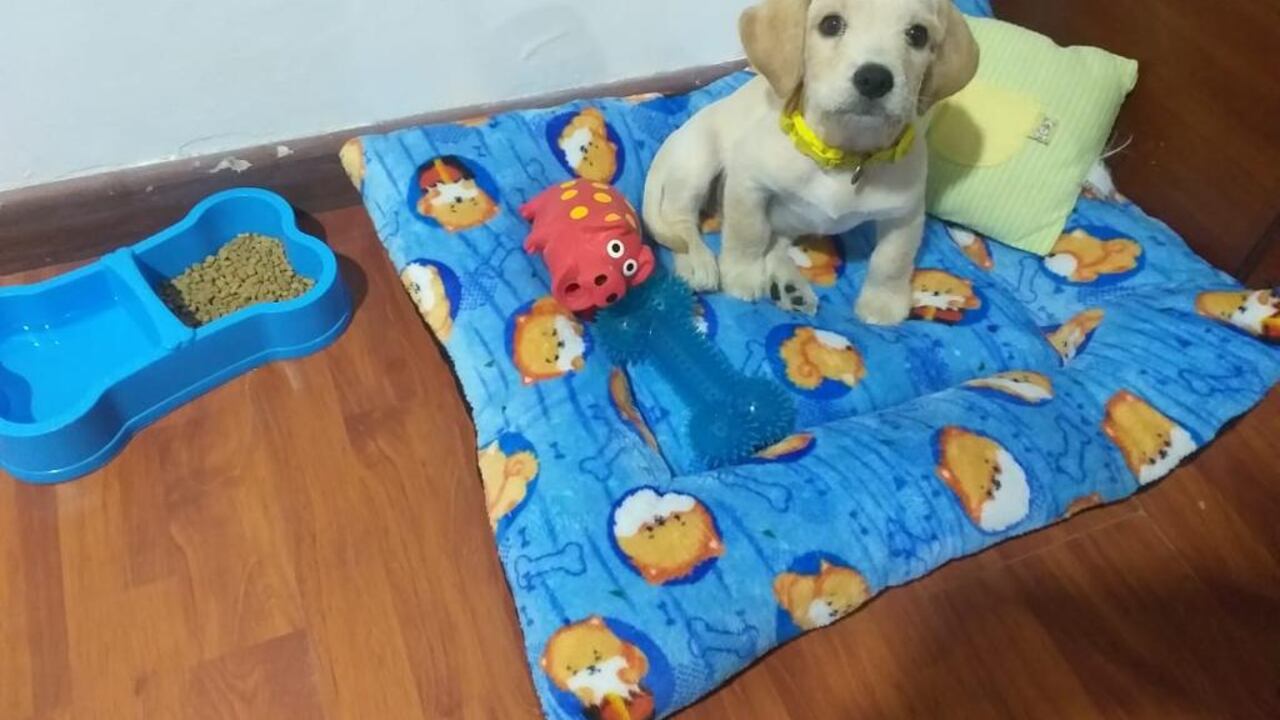 Imagen de Justin, perro extraviado en Bogotá.