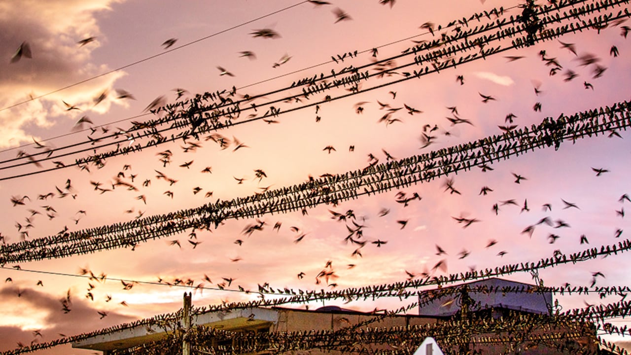 Las golondrinas son las dueñas absolutas del cielo en Tibú. Al atardecer pelean durante una hora para coger el mejor puesto en los cables de la luz y desde ahí divisar el agitado orden público del municipio. Esta es una zona compleja: en 95 kilómetros de frontera con Venezuela hay 32 trochas ilegales, que facilitan el ocultamiento de los cabecillas de grupos criminales, el tráfico de drogas y armas.