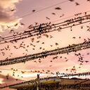 Las golondrinas son las dueñas absolutas del cielo en Tibú. Al atardecer pelean durante una hora para coger el mejor puesto en los cables de la luz y desde ahí divisar el agitado orden público del municipio. Esta es una zona compleja: en 95 kilómetros de frontera con Venezuela hay 32 trochas ilegales, que facilitan el ocultamiento de los cabecillas de grupos criminales, el tráfico de drogas y armas.