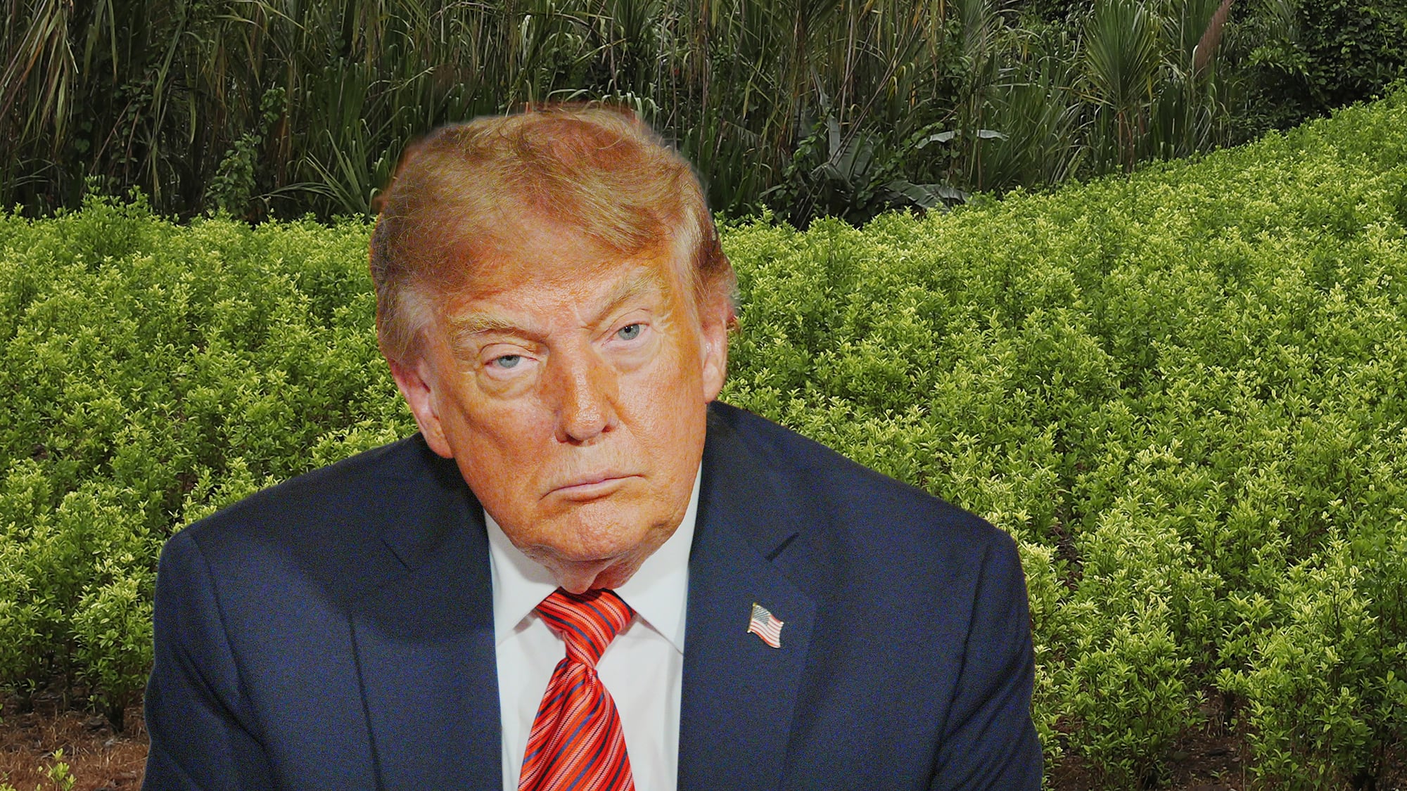 Donald Trump Cultivos coca