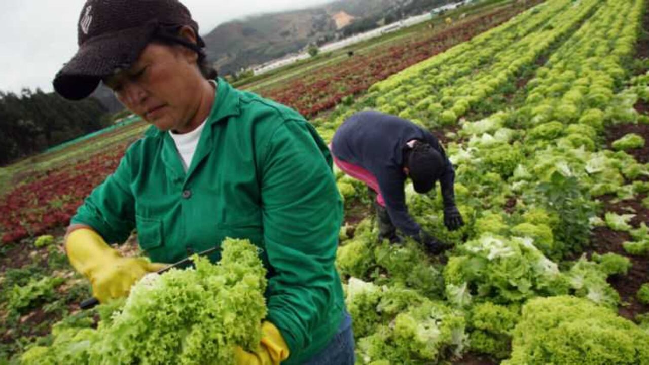 El 44,7% de la población rural está en pobreza, mientras que 20% de los jóvenes de ese segmento de la población no ha recibido educación formal.