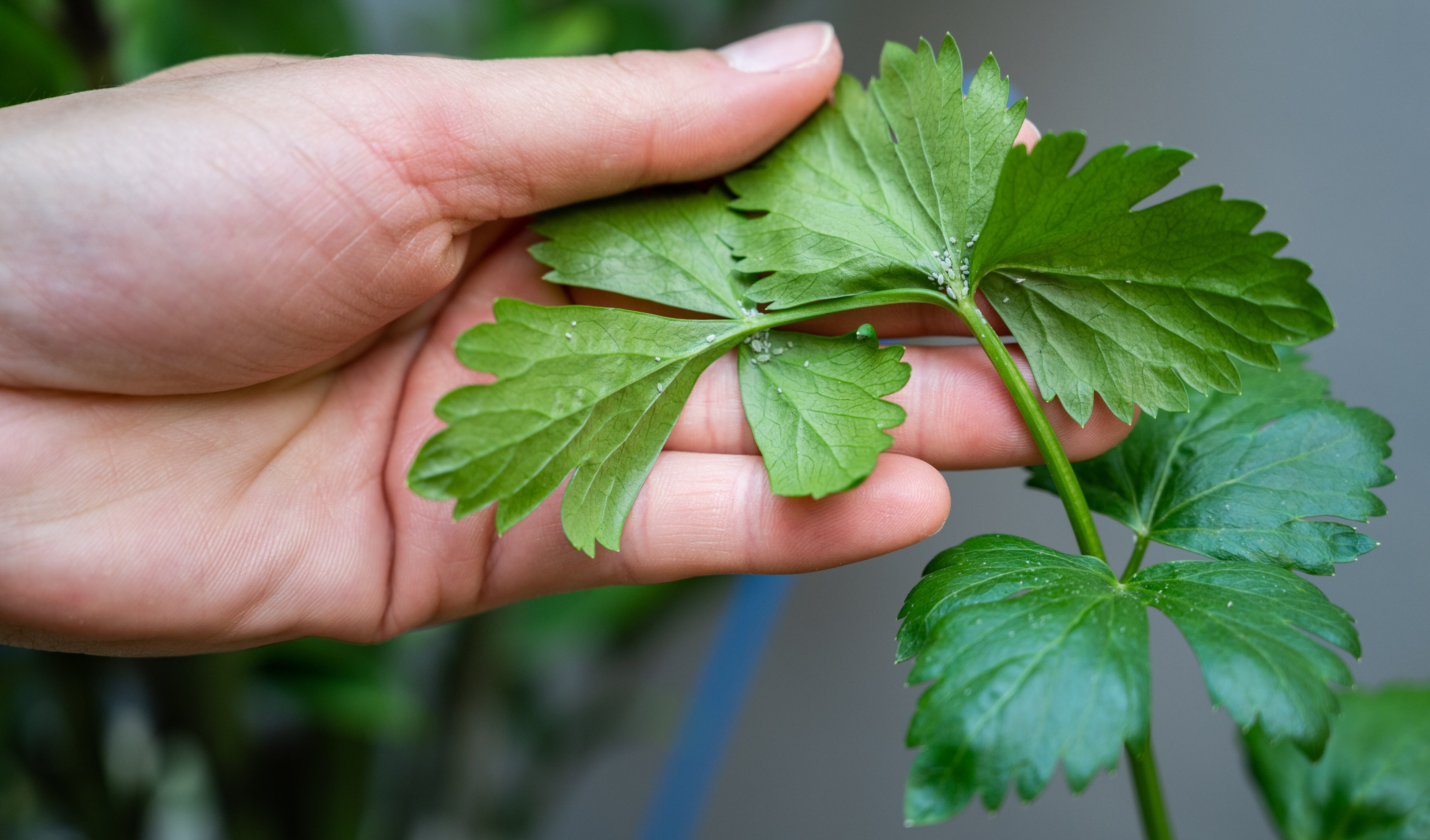 Pulgón en las plantas