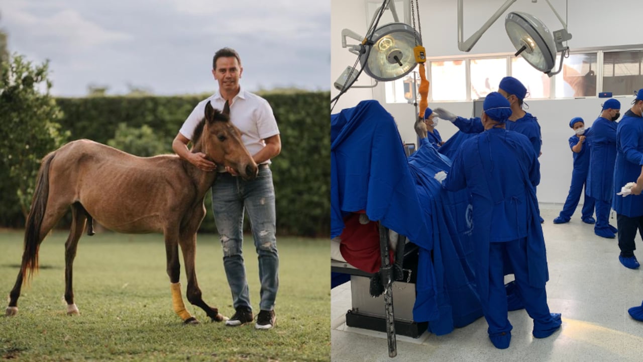 Cirugía de Valentino, caballo adoptado por Johnny Rivera.