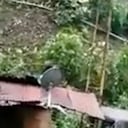 Varios vehículos sepultados por derrumbe entre Santa Celia, Risaralda, y Tadó, en el Chocó.