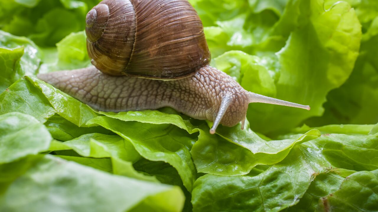 Diversas técnicas naturales, como el uso de barreras físicas y repelentes naturales, ofrecen métodos efectivos para salvaguardar las plantas de estos moluscos.