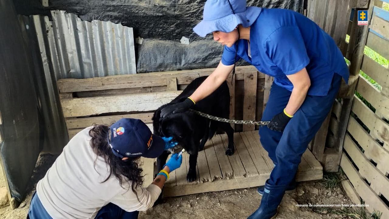 Operativo de la Fiscalía contra una falsa fundación protectora de animales.