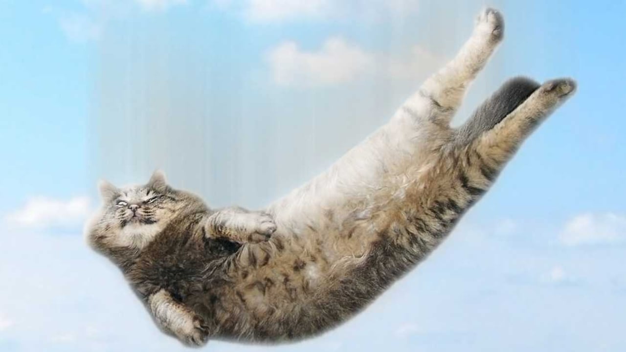 ¿Los gatos caen de pie?