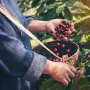 En diferentes estudios científicos, en los que se les dieron dosis de cafeína en flores falsas a grupos de abejas, se comprobó que incluso estos insectos generaban adicción a este químico y cuadruplicaban su trabajo como polinizadores.