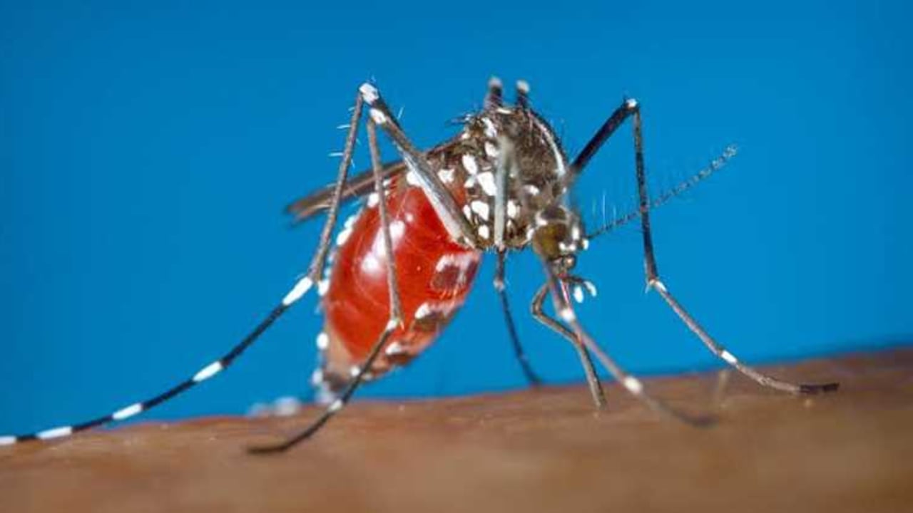 El mosquito Aedes aegypti que transmite el virus del zika, la fiebre amarilla y el chikungunya, también podría ser un vector para mayaro.