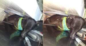 Bruno, el perro que falleció a causa de la pólvora en Santa Marta