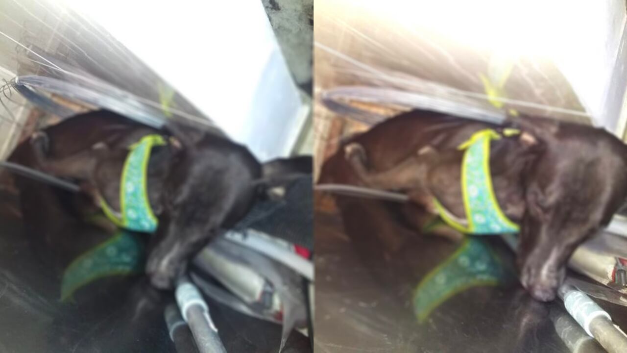 Bruno, el perro que falleció a causa de la pólvora en Santa Marta