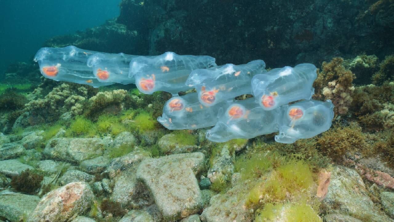 Tienen la característica de multiplicarse en tiempo 'récord'.