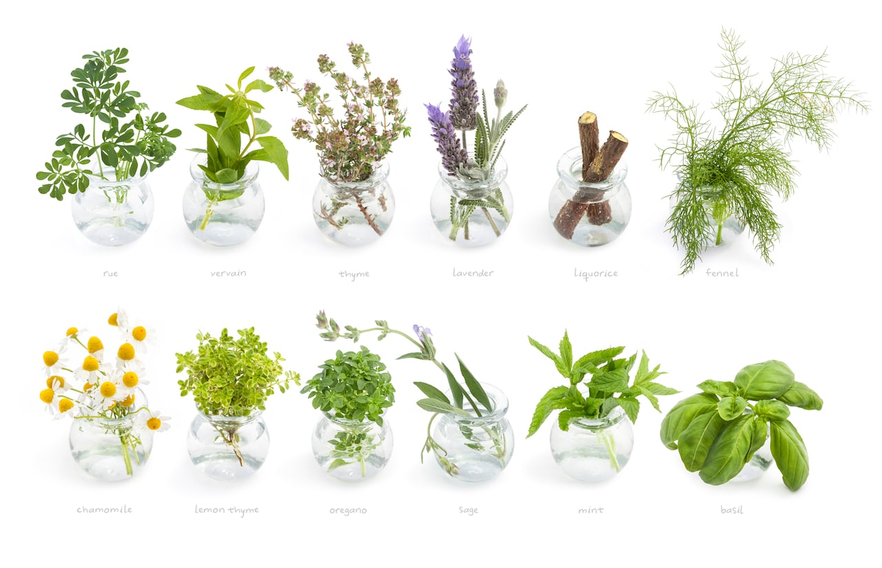 plantas medicinales - hierbas medicinales