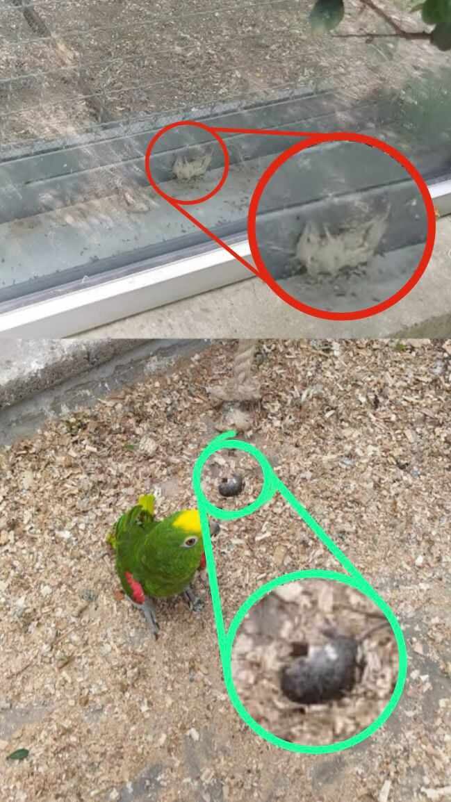 Los roedores en el Centro de Fauna Silvestre en Bogotá