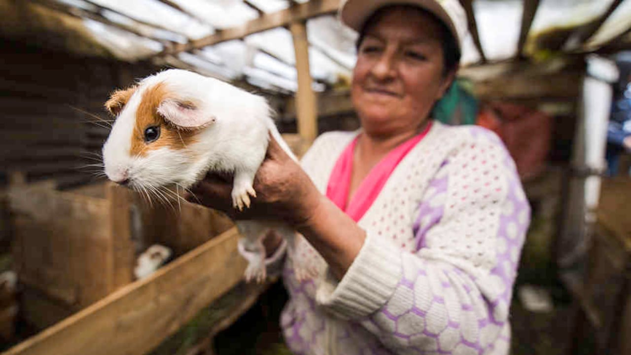 El cuy o conejillo de indias también se consume en otros países andinos como Ecuador, Bolivia y Perú.