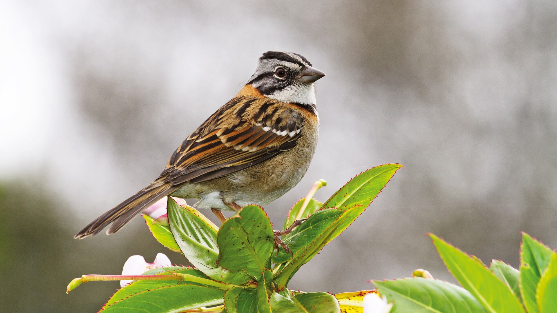 NO USAR, USO EXCLUSIVO MEJOR COLOMBIA, Especial Eje Cafetero, Jardín Botánico