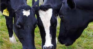 El rumiante promedio produce entre 250-500 litros de metano por día. Foto: Getty Images