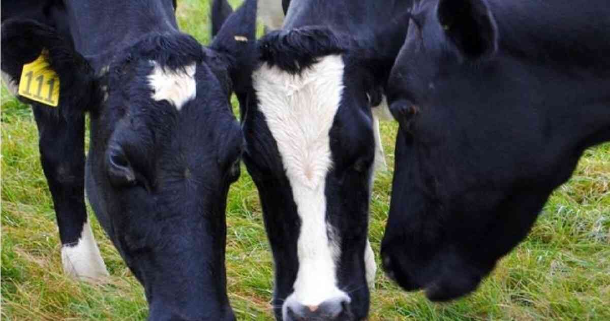 El rumiante promedio produce entre 250-500 litros de metano por día. Foto: Getty Images