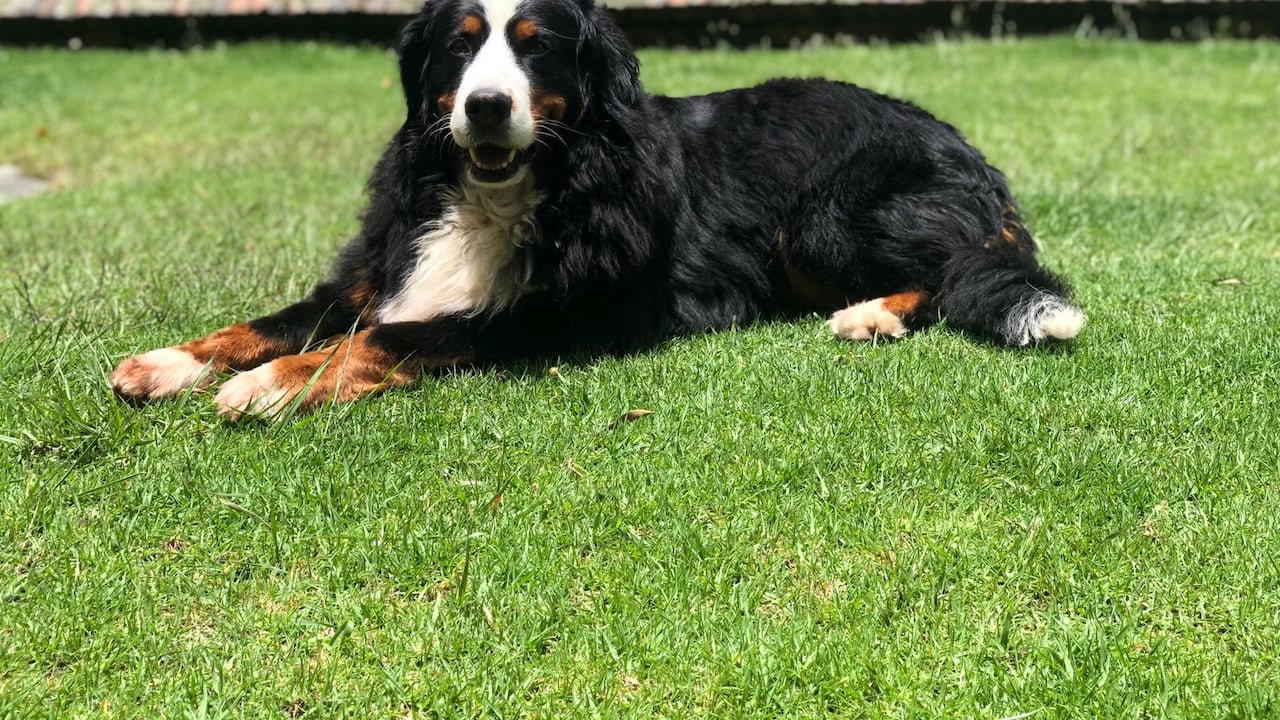 #BuscandoAKiara. Foto de cortesía de Camilo Jaramillo