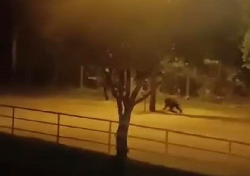 La comunidad rechazó la muerte de estos animales.