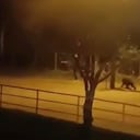 La comunidad rechazó la muerte de estos animales.