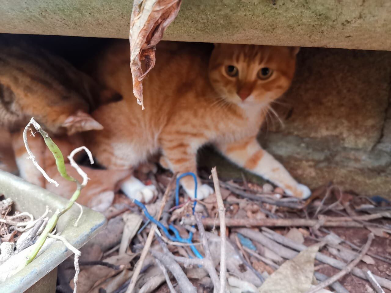 Abandono y hambre: precaria situación de los animales en San Andrés, Providencia y Santa Catalina