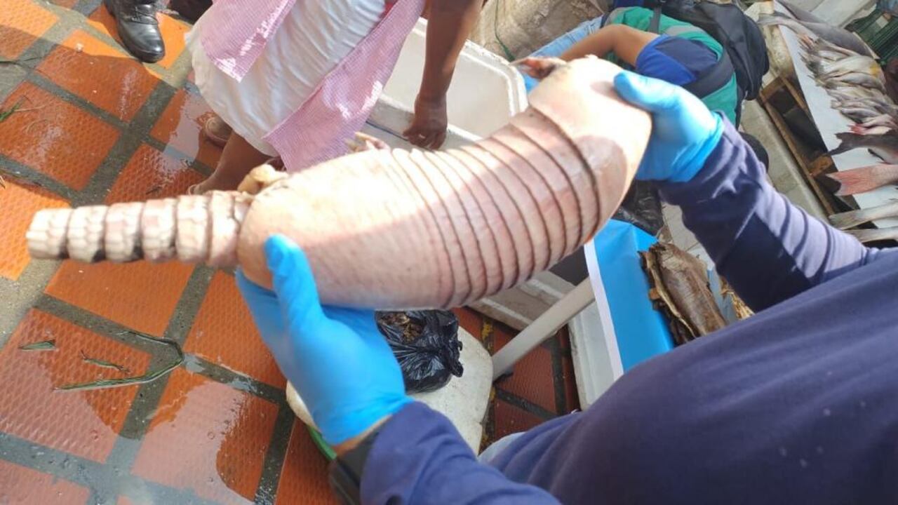 El consumo de animales silvestres es un delito.