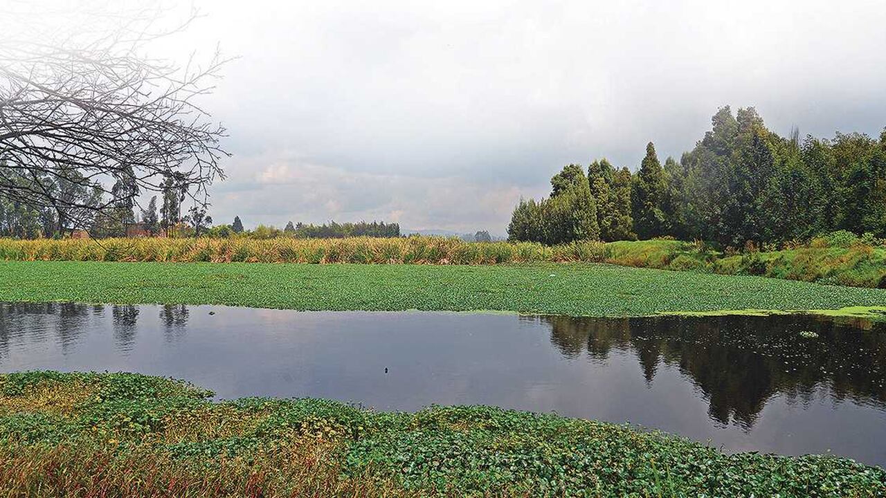 El cambio climático, la demografía galopante y la urbanización son las principales causas de la desaparición de los humedales. Foto: archivo/Semana.com