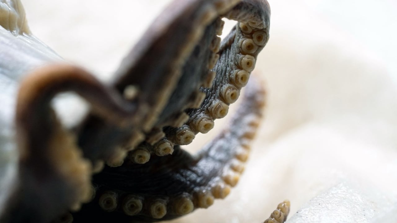 El extraño pulpo azul del tamaño de una pelota de golf ya tiene un lugar en Galápagos.