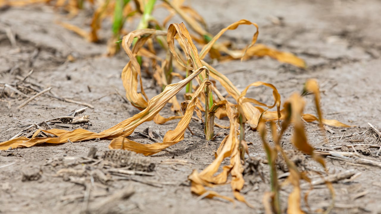 El cambio climático está dejando sin refugio a numerosas especies vegetales en distintas regiones del planeta.