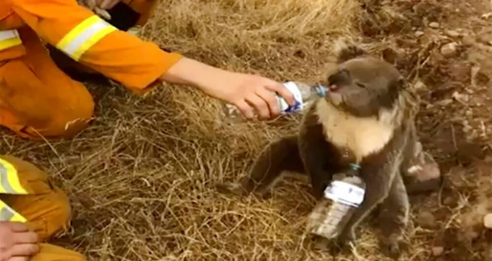 Koala recibe agua de un bombero en medio de un fuerte incendio en Australia. 