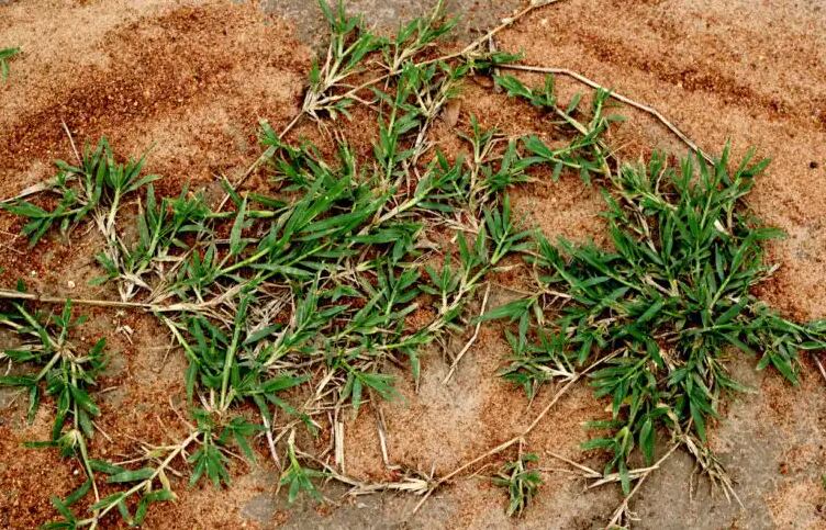 La grama ayuda aliviar los síntomas de la diabetes y hipertensión.