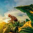 Como financiador de los sectores productivos, el papel de la banca es clave para detener el cambio climático.