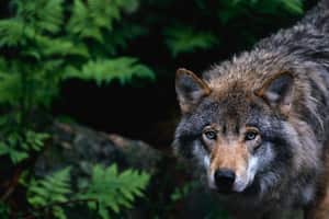 European grey wolf Canis lupus lupus