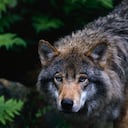 European grey wolf Canis lupus lupus