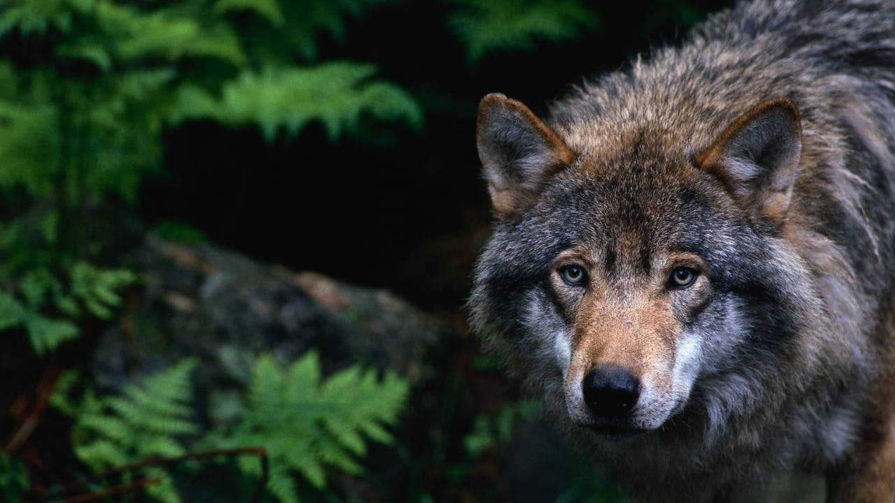 Son razas que son fuertes y podrían ser agresivas, dado que están preparadas para defenderse de los lobos, algo que es aparentemente común en la región.