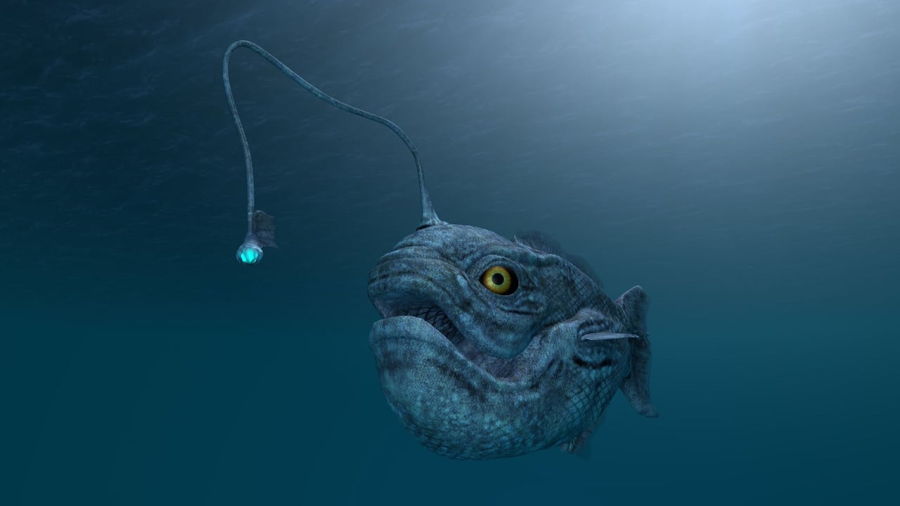 El rape (Lophius piscatorius) es un pez depredador conocido por su inusual estrategia de caza basada en el engaño.